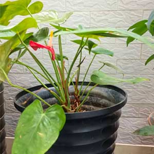 零食下午茶必备牛油果小蕃茄简约设计搭配美味